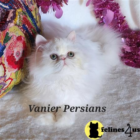 Vanierpersians Picture 1